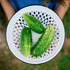 Three fresh Bushy cucumbers in a white decorative metal colander held by a person outdoors.