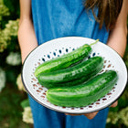 Person holding a white enamel colander filled with three fresh, green Muncher cucumbers in a garden.