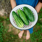 Person holding a white colander filled with three freshly harvested dark green Spacemaster 80 cucumbers.