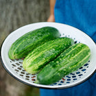 Three fresh Spacemaster 80 cucumbers in a white, perforated enamel colander held by a person in a blue apron.
