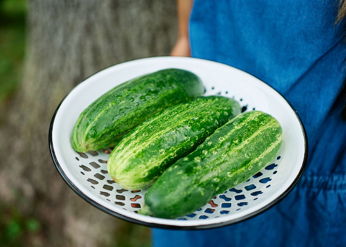 Silver Slicer Cucumber Organic Seeds - 25 Seeds