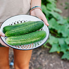 Hands holding a white enamel colander filled with three freshly harvested dark green Straight Eight cucumbers.