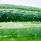 Close-up of fresh, dark green Straight Eight cucumber skin with water droplets and a textured surface.
