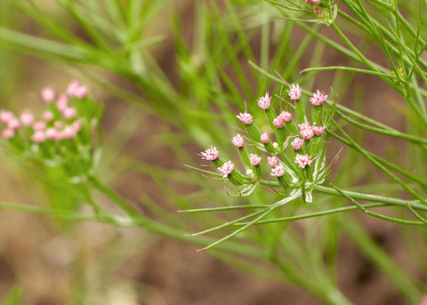 Cumin - Herb Seeds