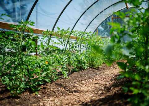 Organic Garden