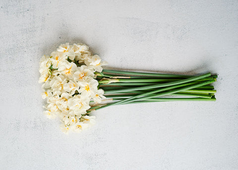 Cheerfulness - Narcissus Bulbs