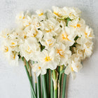 A bouquet of double-flowered Cheerfulness Narcissus with creamy white petals and yellow centers on green stems.
