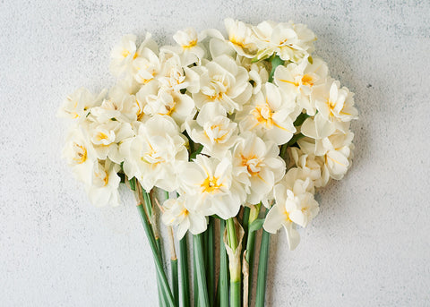 Cheerfulness - Narcissus Bulbs