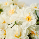 A bouquet of double-flowered Cheerfulness Narcissus with creamy white petals and yellow centers.
