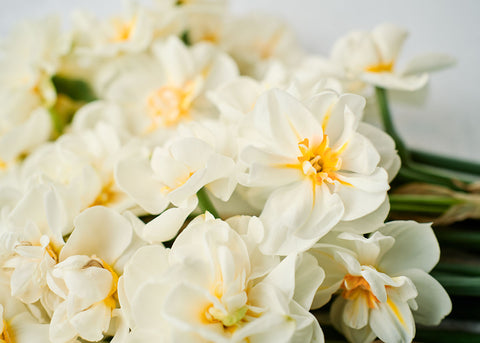 Cheerfulness - Narcissus Bulbs