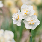 Close-up of double white Cheerfulness Narcissus flowers with yellow centers blooming in a garden.