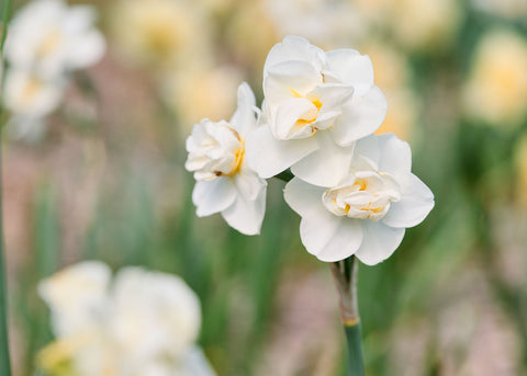 Cheerfulness - Narcissus Bulbs