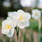 Close-up of double, pom-pom style white and yellow Cheerfulness Narcissus flowers blooming in a garden.