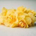 Tahiti narcissus flowers with creamy yellow double petals and ruffled orange-red centers on a white surface.