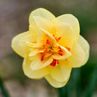 Tahiti narcissus flower with layered creamy yellow petals and ruffled orange-red center.