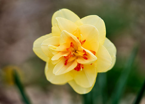 Tahiti - Narcissus Bulbs