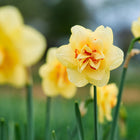 Tahiti narcissus flowers with creamy yellow double petals and ruffled orange-red centers blooming in a garden.