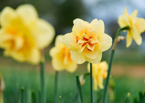 Tahiti - Narcissus Bulbs