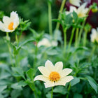 Dwarf Single Mix dahlia flowers with creamy white petals and yellow centers blooming in a garden.