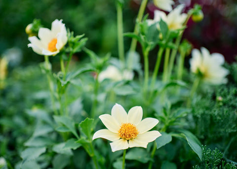 Dwarf Single Mix - Dahlia Seeds