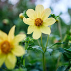 Yellow Dwarf Single Mix dahlia flowers with open petals and textured centers blooming in a garden.