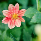 A single pink and peach Dwarf Single Mix dahlia flower with a yellow center surrounded by green foliage.