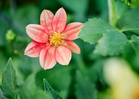 Dwarf Single Mix - Dahlia Seeds