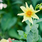 A single pale yellow Dwarf Single Mix dahlia flower with a prominent orange center against a blurred green garden background.