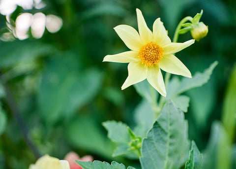 Dwarf Single Mix - Dahlia Seeds