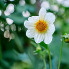 White Dwarf Single Mix dahlia flower with a bright yellow center, blooming in a garden with green foliage.
