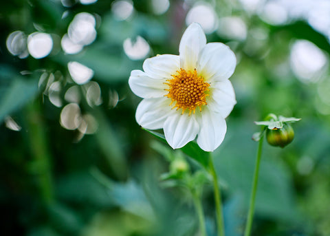 Dwarf Single Mix - Dahlia Seeds