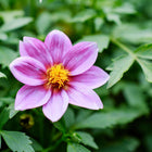 Single pink Dwarf Single Mix dahlia flower with a bright yellow center surrounded by green foliage.