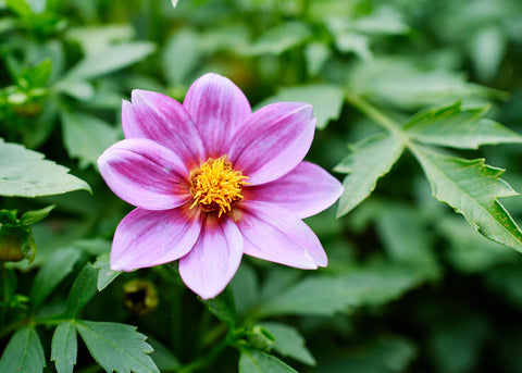 Dwarf Single Mix - Dahlia Seeds