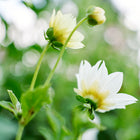 White and pale yellow Dwarf Single Mix dahlia flowers blooming on green stems against a soft-focus garden background.