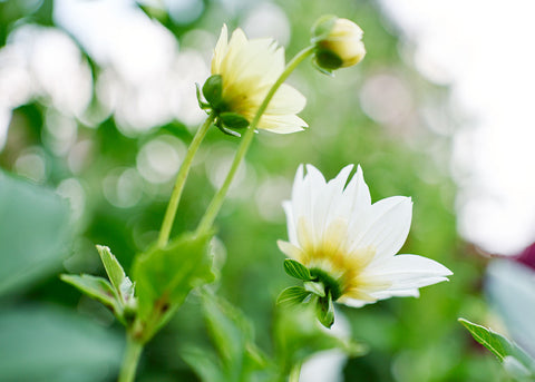 Dwarf Single Mix - Dahlia Seeds