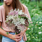 Person holding a bouquet of lacy, umbrella-shaped Dara daucus flowers in shades of blush, rose, and white.