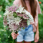Person holding a bouquet of Dara daucus flowers with lacy, umbrella-shaped clusters in shades of white, rose, and burgundy.