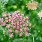Lacy, umbrella-shaped Dara daucus flower cluster in shades of deep rose and burgundy against a soft green garden background.