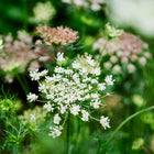 Lacy white and blush Dara daucus flower clusters blooming in a garden.
