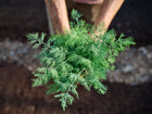 Hands holding a fresh, vibrant green bundle of harvested Dukat dill foliage over dark garden soil.