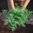 Hands holding a fresh, vibrant green bundle of harvested Dukat dill foliage over dark garden soil.