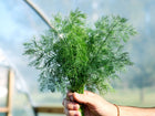 A hand holding a fresh, vibrant green bunch of feathery Dukat dill foliage against a blurred greenhouse background.