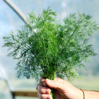 A hand holding a fresh, vibrant green bunch of feathery Dukat dill foliage against a blurred greenhouse background.