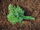 Freshly harvested bunch of green Dukat dill leaves lying on dark, moist garden soil.