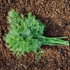 Freshly harvested bunch of green Dukat dill leaves lying on dark, moist garden soil.