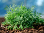 Fresh, feathery green Dukat dill foliage resting on dark, rich garden soil against a soft blue background.