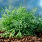 Fresh, feathery green Dukat dill foliage resting on dark, rich garden soil against a soft blue background.