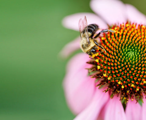 Pollinator Friendly