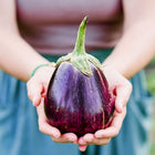 Hands holding a glossy, deep purple Black Beauty eggplant with a green stem in a garden setting.