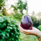 Hand holding a fresh, dew-covered Black Beauty eggplant against a sunlit garden background.